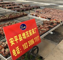 育苗床 育苗床